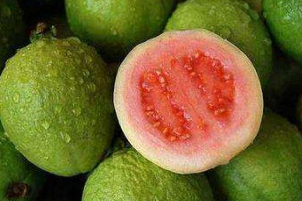 番石榴是什么季節(jié)的水果 番石榴是芭樂嗎 番石榴是什么季節(jié)的水果 番石榴是芭樂嗎