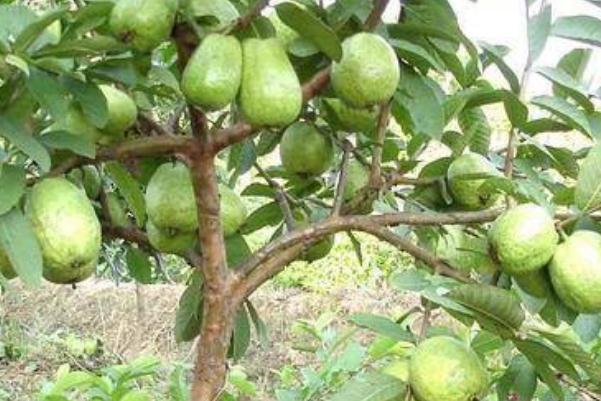 番石榴孕婦可以吃嗎 番石榴孕婦吃了有什么好處