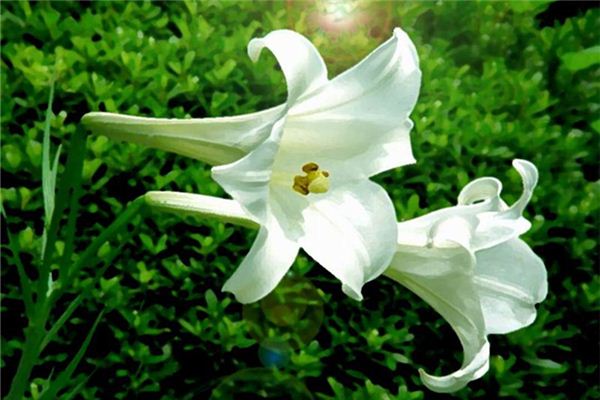 新鮮百合能生吃嗎 新鮮百合的吃法 新鮮百合能生吃嗎 新鮮百合的吃法