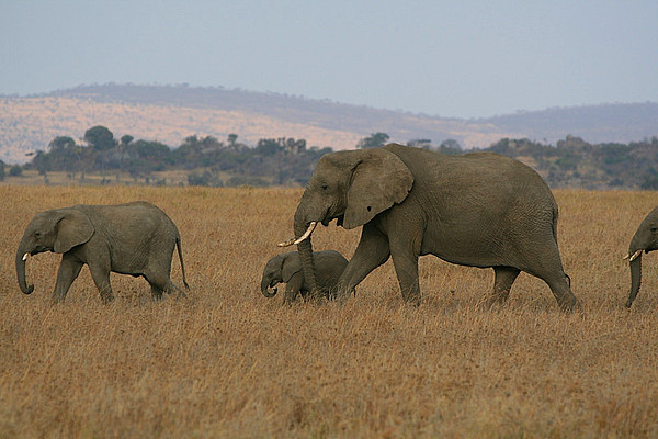 司機(jī)夜行遇野象襲擊教科書式自救 在野外遇到大象怎么辦 司機(jī)夜行遇野象襲擊教科書式自救 在野外遇到大象怎么辦
