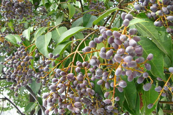 女貞子可以泡水喝嗎 女貞子泡水喝的功效 女貞子可以泡水喝嗎 女貞子泡水喝的功效