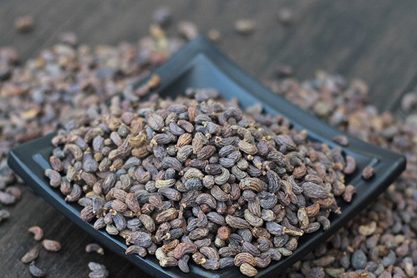 女貞子可以泡酒嗎 女貞子泡酒的功能 女貞子可以泡酒嗎 女貞子泡酒的功能