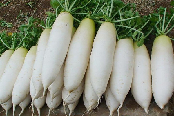 白蘿卜會解藥嗎 白蘿卜會不會脹氣 白蘿卜會解藥嗎 白蘿卜會不會脹氣