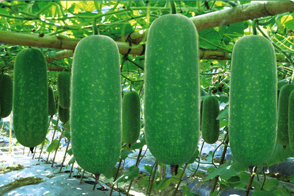 節(jié)瓜適合什么人吃 節(jié)瓜的營(yíng)養(yǎng)成分