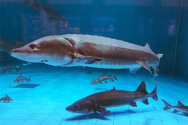 男子將野生中華鱘分解放冰箱 中華鱘屬于國(guó)家?guī)准?jí)保護(hù)動(dòng)物 男子將野生中華鱘分解放冰箱 中華鱘屬于國(guó)家?guī)准?jí)保護(hù)動(dòng)物