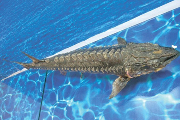 男子將野生中華鱘分解放冰箱 中華鱘屬于國(guó)家?guī)准?jí)保護(hù)動(dòng)物 男子將野生中華鱘分解放冰箱 中華鱘屬于國(guó)家?guī)准?jí)保護(hù)動(dòng)物