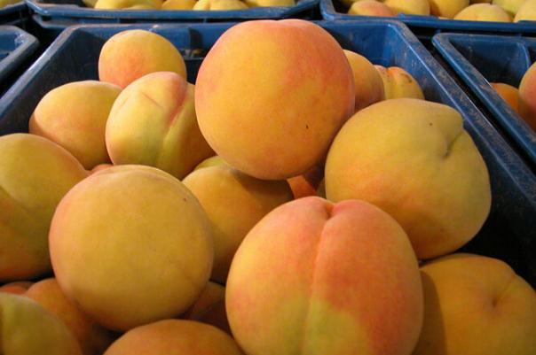 黃桃是發(fā)物嗎 黃桃是幾月份成熟的 黃桃是發(fā)物嗎 黃桃是幾月份成熟的