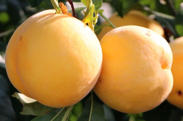 黃桃是發(fā)物嗎 黃桃是幾月份成熟的 黃桃是發(fā)物嗎 黃桃是幾月份成熟的