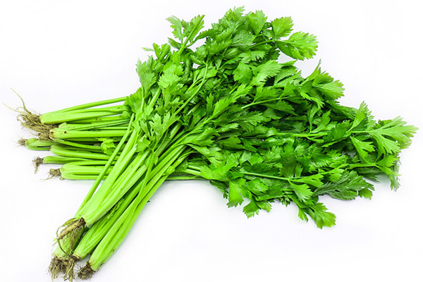 芹菜可以直接生吃嗎 芹菜可以直接榨汁喝嗎 芹菜可以直接生吃嗎 芹菜可以直接榨汁喝嗎