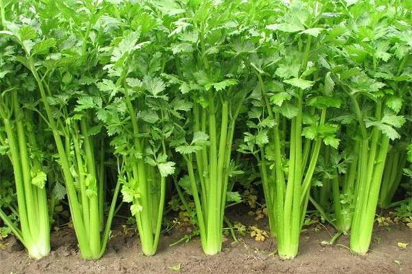 芹菜會導(dǎo)致不孕嗎 芹菜會導(dǎo)致流產(chǎn)嗎