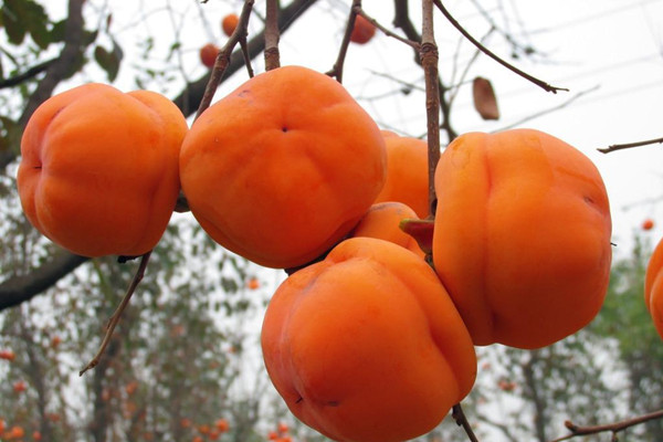 柿子會(huì)上火嗎 柿子會(huì)不會(huì)過(guò)敏