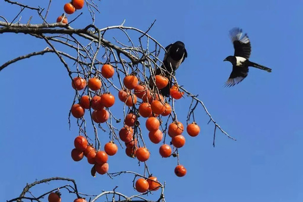 柿子能和蝦一起吃嗎 柿子能和海鮮一起吃嗎 柿子能和蝦一起吃嗎 柿子能和海鮮一起吃嗎