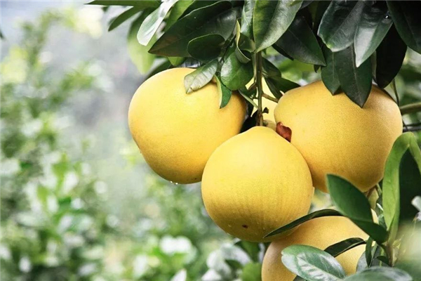 柚子在什么季節(jié)吃最好 柚子吃不完放冰箱里行不行 柚子在什么季節(jié)吃最好 柚子吃不完放冰箱里行不行