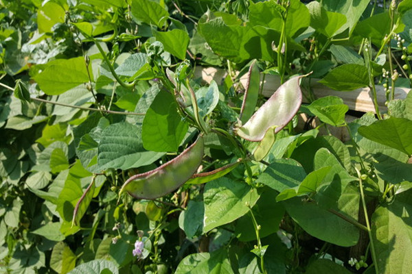 扁豆能抗癌嗎 扁豆可以降血糖嗎 扁豆能抗癌嗎 扁豆可以降血糖嗎