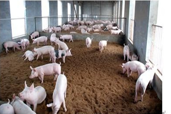 北大才子帶領(lǐng)全村數(shù)字化養(yǎng)豬增收10倍 中國豬場養(yǎng)豬新技術(shù)的應用