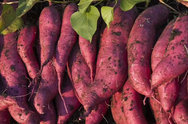 吃紅薯會(huì)不會(huì)長胖 吃紅薯有哪些功效 吃紅薯會(huì)不會(huì)長胖 吃紅薯有哪些功效