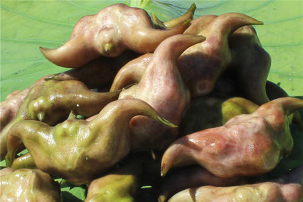 菱角是生吃好還是熟吃好 菱角生吃和熟吃有什么區(qū)別 菱角是生吃好還是熟吃好 菱角生吃和熟吃有什么區(qū)別