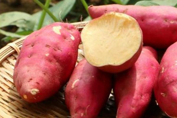 吃紅薯會(huì)不會(huì)長胖 吃紅薯有哪些功效 吃紅薯會(huì)不會(huì)長胖 吃紅薯有哪些功效