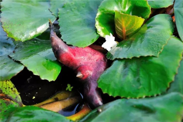 菱角是生吃好還是熟吃好 菱角生吃和熟吃有什么區(qū)別 菱角是生吃好還是熟吃好 菱角生吃和熟吃有什么區(qū)別