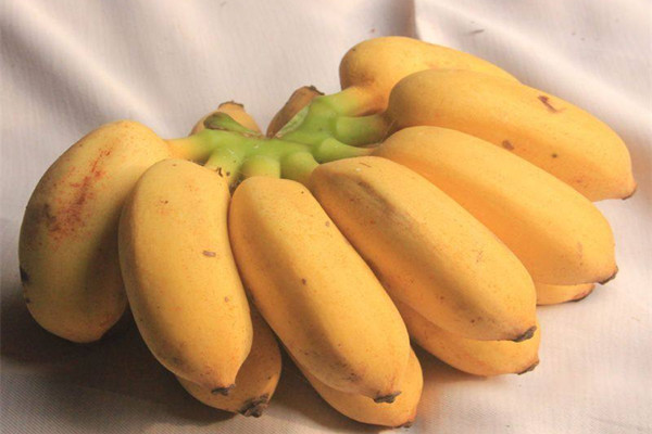 芭蕉是涼性還是熱性 芭蕉是哪個季節(jié)的 芭蕉是涼性還是熱性 芭蕉是哪個季節(jié)的