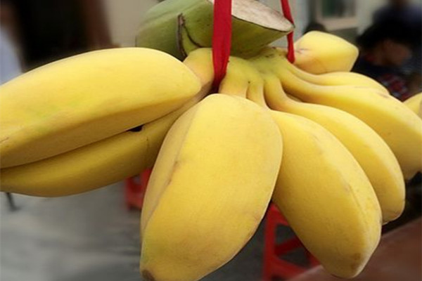 芭蕉是涼性還是熱性 芭蕉是哪個季節(jié)的 芭蕉是涼性還是熱性 芭蕉是哪個季節(jié)的