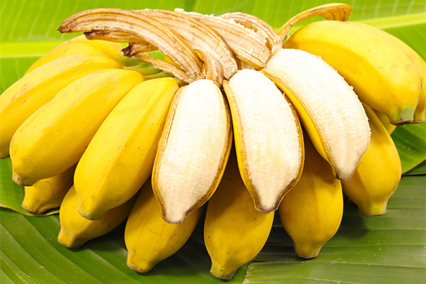 芭蕉沒(méi)熟可以吃嗎 芭蕉催熟的方法 芭蕉沒(méi)熟可以吃嗎 芭蕉催熟的方法