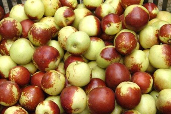 冬棗孕婦能吃不 冬棗孕婦血糖高可以吃嗎 冬棗孕婦能吃不 冬棗孕婦血糖高可以吃嗎