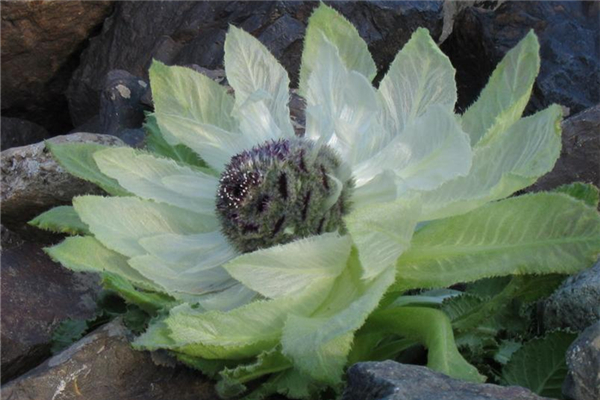 天山雪蓮燉雞湯孕婦可以吃嗎 天山雪蓮可以燉雞湯嗎 天山雪蓮燉雞湯孕婦可以吃嗎 天山雪蓮可以燉雞湯嗎