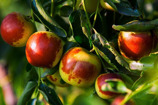 冬棗有什么營養(yǎng) 冬棗有哪些品種 冬棗有什么營養(yǎng) 冬棗有哪些品種