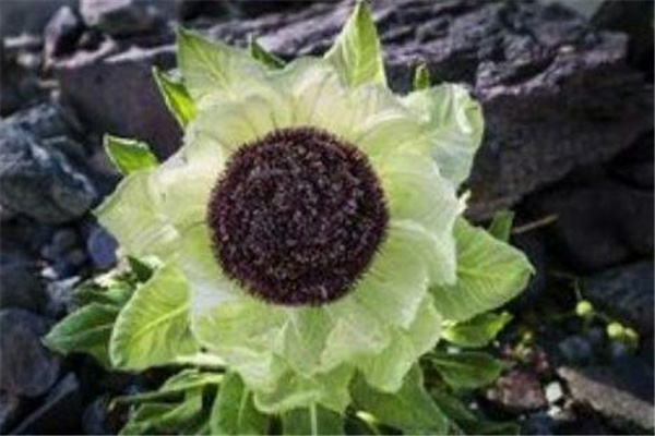 天山雪蓮能治腎病嗎 天山雪蓮腎陰虛可以吃嗎 天山雪蓮能治腎病嗎 天山雪蓮腎陰虛可以吃嗎