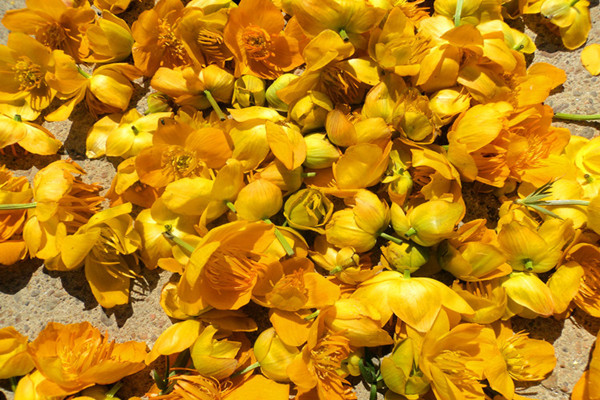 金蓮花可以泡水喝嗎 金蓮花可以長期泡水喝嗎 金蓮花可以泡水喝嗎 金蓮花可以長期泡水喝嗎