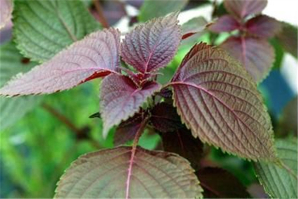 紫蘇葉可以包烤肉嗎 紫蘇葉的功效和作用 紫蘇葉可以包烤肉嗎 紫蘇葉的功效和作用