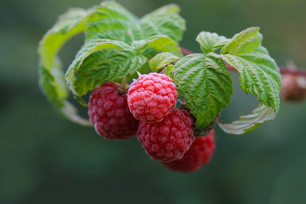 覆盆子含糖量高嗎 覆盆子糖尿病人能吃嗎 覆盆子含糖量高嗎 覆盆子糖尿病人能吃嗎