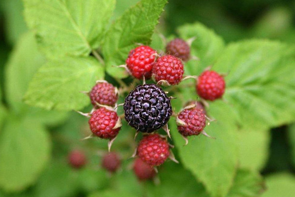 覆盆子有助于順產(chǎn)嗎 覆盆子對孕婦的作用 覆盆子有助于順產(chǎn)嗎 覆盆子對孕婦的作用