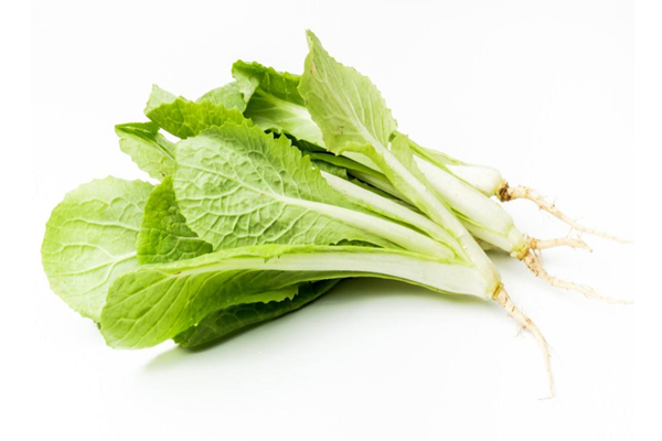 小白菜是什么季節(jié)的蔬菜 小白菜是涼性還是熱性 小白菜是什么季節(jié)的蔬菜 小白菜是涼性還是熱性