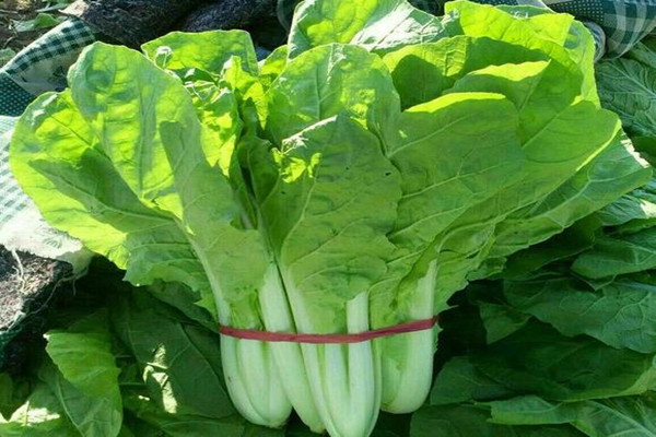 小白菜可以炒雞蛋吃嗎 小白菜炒雞蛋的做法 小白菜可以炒雞蛋吃嗎 小白菜炒雞蛋的做法