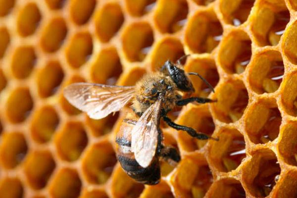 吃蜂巢蜜對(duì)身體有什么好處 女人吃蜂巢蜜有什么好處 吃蜂巢蜜對(duì)身體有什么好處 女人吃蜂巢蜜有什么好處