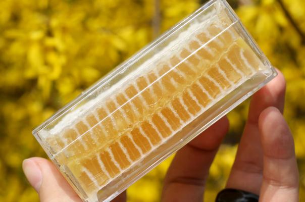 蜂巢蜜要吐出來嗎 蜂巢蜜有細(xì)菌嗎 蜂巢蜜要吐出來嗎 蜂巢蜜有細(xì)菌嗎