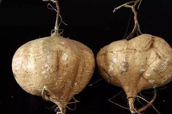 涼薯能生吃嗎 涼薯生吃有什么好處 涼薯能生吃嗎 涼薯生吃有什么好處