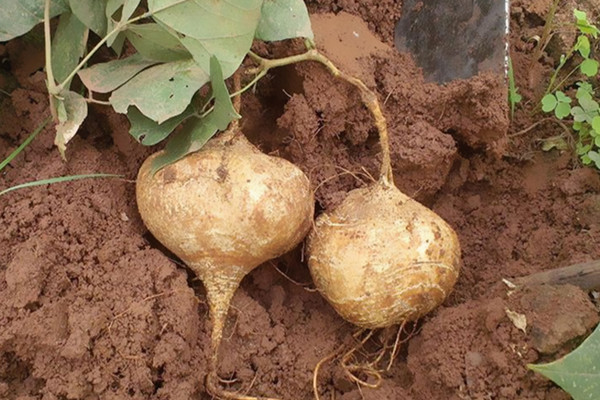 涼薯能放多久 涼薯能放冰箱嗎 涼薯能放多久 涼薯能放冰箱嗎