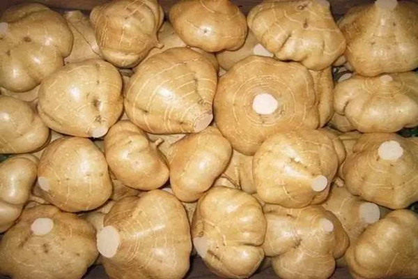 涼薯能放多久 涼薯能放冰箱嗎 涼薯能放多久 涼薯能放冰箱嗎