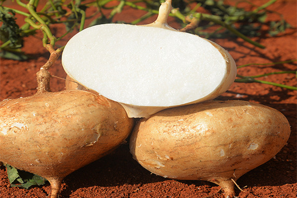 涼薯咳嗽可以吃嗎 涼薯怎么剝皮 涼薯咳嗽可以吃嗎 涼薯怎么剝皮