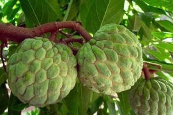 釋迦果的籽能吃嗎 釋迦果的熱量是多少 釋迦果的籽能吃嗎 釋迦果的熱量是多少