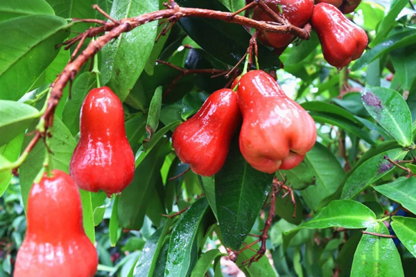 蓮霧會(huì)不會(huì)上火 蓮霧可以去火嗎 蓮霧會(huì)不會(huì)上火 蓮霧可以去火嗎