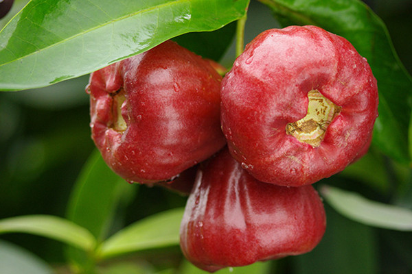 蓮霧需要削皮嗎 蓮霧芯子可以吃嗎 蓮霧需要削皮嗎 蓮霧芯子可以吃嗎