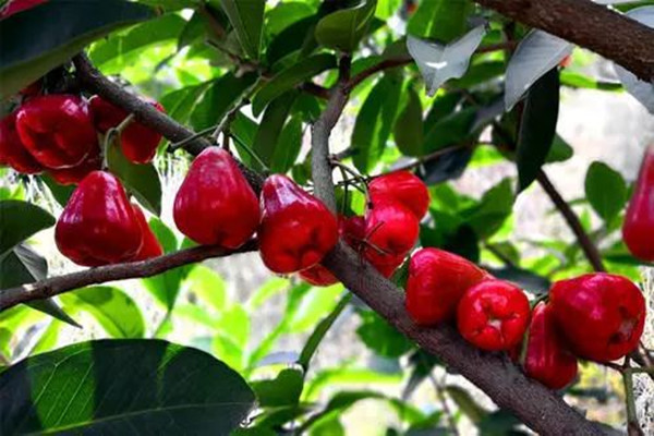 蓮霧如何挑選 蓮霧怎么保存時(shí)間長(zhǎng)