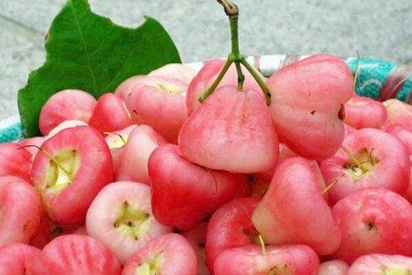 蓮霧如何挑選 蓮霧怎么保存時(shí)間長(zhǎng)