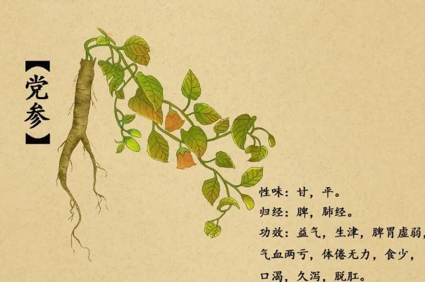 黨參孕婦可以吃嗎 黨參孕婦前三個月可以吃嗎 黨參孕婦可以吃嗎 黨參孕婦前三個月可以吃嗎