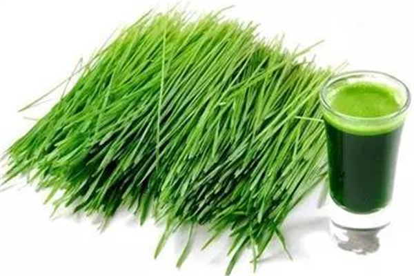 青汁喝了會(huì)拉肚子嗎 青汁喝了有什么副作用嗎 青汁喝了會(huì)拉肚子嗎 青汁喝了有什么副作用嗎
