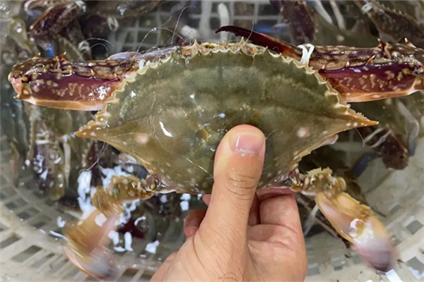 梭子蟹清蒸多少分鐘 梭子蟹蒸完了里面是黑的 梭子蟹清蒸多少分鐘 梭子蟹蒸完了里面是黑的
